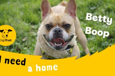 Betty Boop the beautiful French Bulldog | Dogs Trust Bridgend