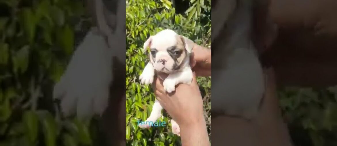 french Bulldog puppy for sale#Shorts#Youtubeshorts