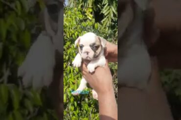 french Bulldog puppy for sale#Shorts#Youtubeshorts