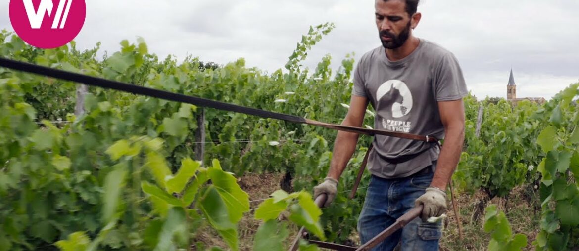 French wines: When tradition meets passion French wines: When tradition meets passion