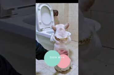 See What Happened This Cool French Bulldog Drink Wine? #SHORTS