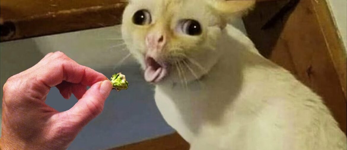 Dogs And Cats Reaction To Food - Funny Animal Reaction | Pets Town