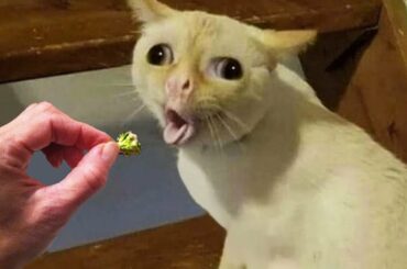 Dogs And Cats Reaction To Food - Funny Animal Reaction | Pets Town