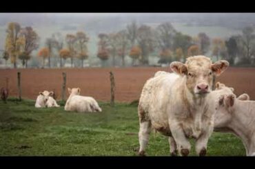 Burgundy Wine and Gastronomy Tours, Episode 337