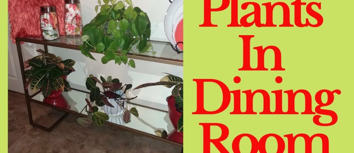 USING PLANTS TO DECORATE YOUR DINING ROOM | Plants For Dining Room