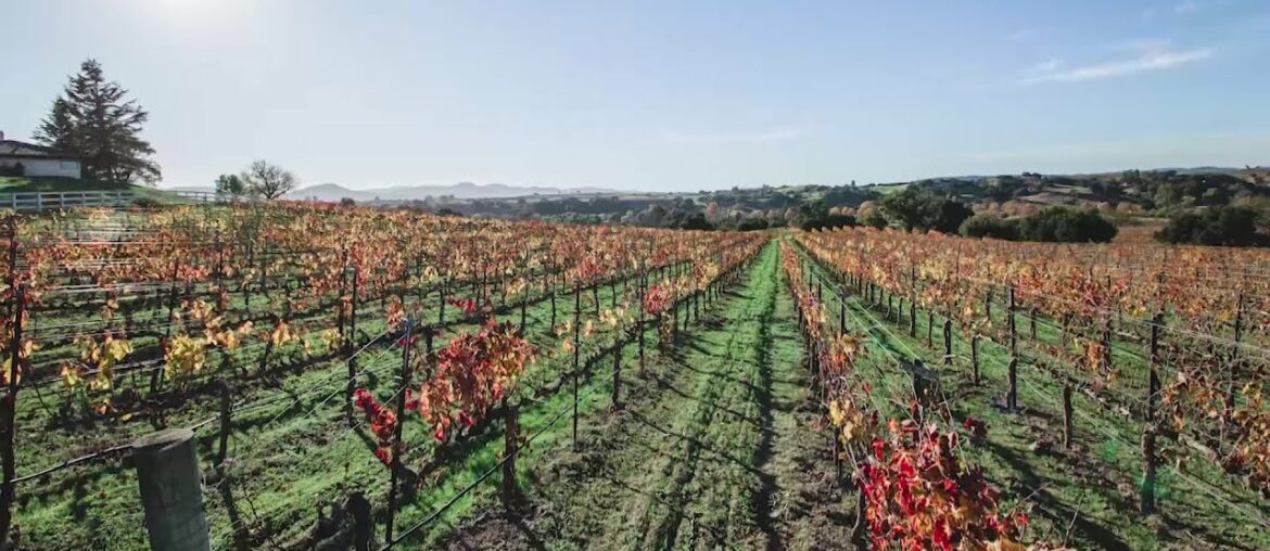 Iris Rideau, making wine and history Iris Rideau, making wine and history