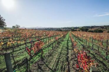 Iris Rideau, making wine and history