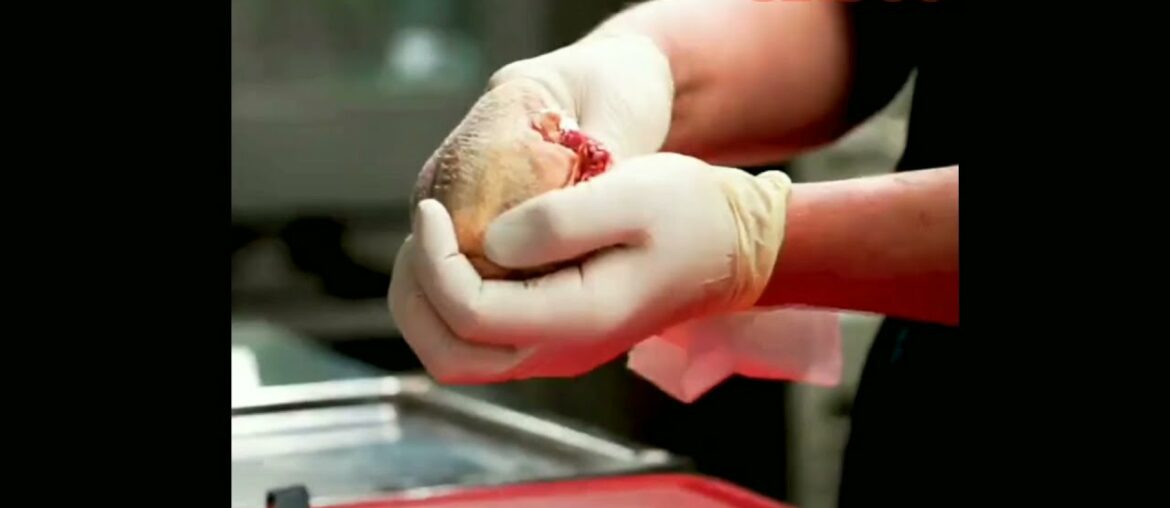 How to Make French Pigeon From Scratch | Perfect French Pigeon Cooking Recipe | Cooking Recipe 360