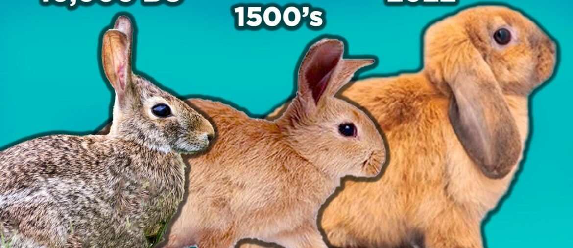 The Secret History of Rabbits The Secret History of Rabbits