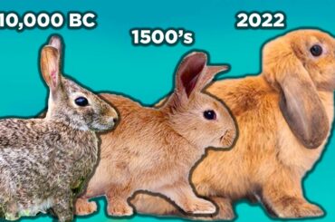 The Secret History of Rabbits