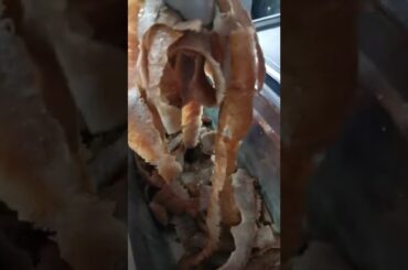 Lamb Donner | Anatolian Lamb | yummy meat #shorts