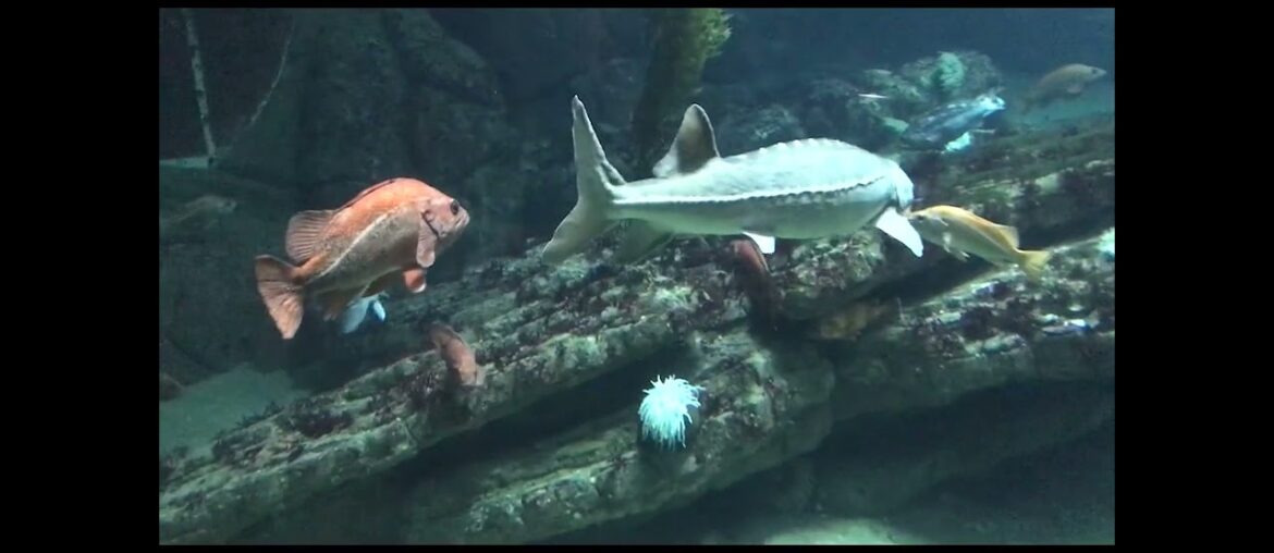 Visited Monterey Bay Aquarium, Had French Food at a Local Restaurant (English Subtitles) (vlog 13)