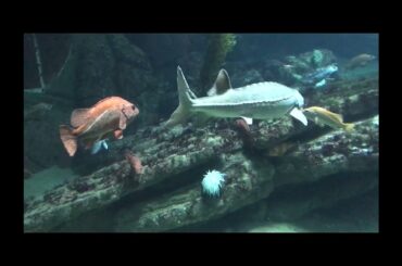 Visited Monterey Bay Aquarium, Had French Food at a Local Restaurant (English Subtitles) (vlog 13)