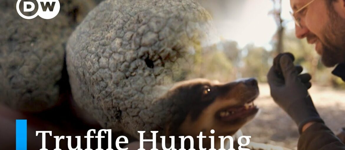 Why Black Truffles Are So Expensive Why Black Truffles Are So Expensive