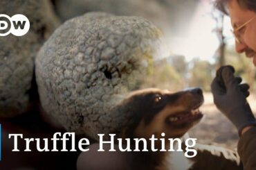 Why Black Truffles Are So Expensive