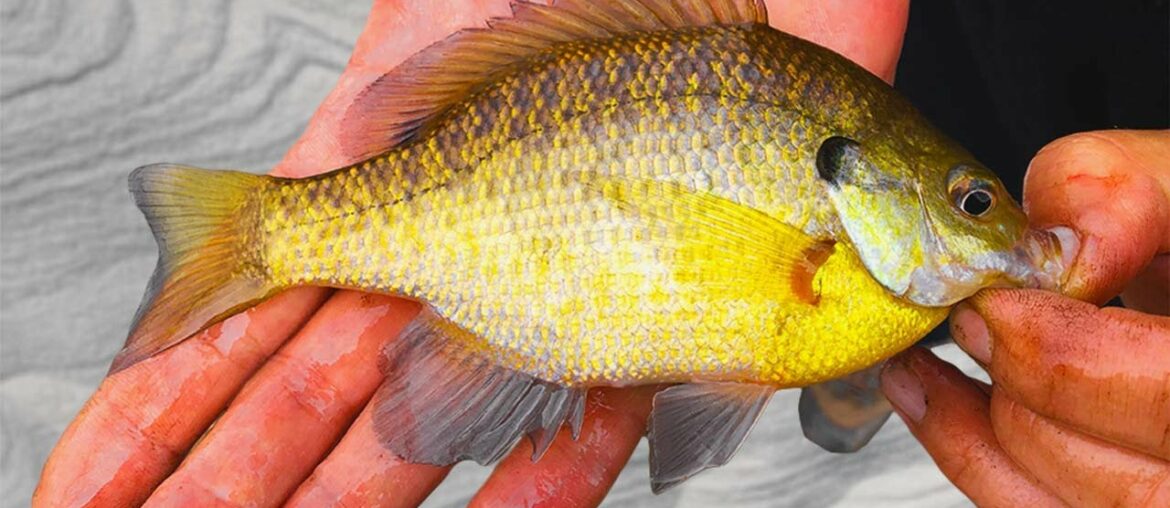 Gourmet: Panfish Bouillabaisse Gourmet: Panfish Bouillabaisse