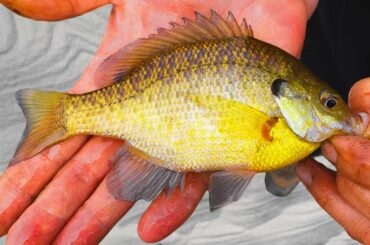 Gourmet: Panfish Bouillabaisse