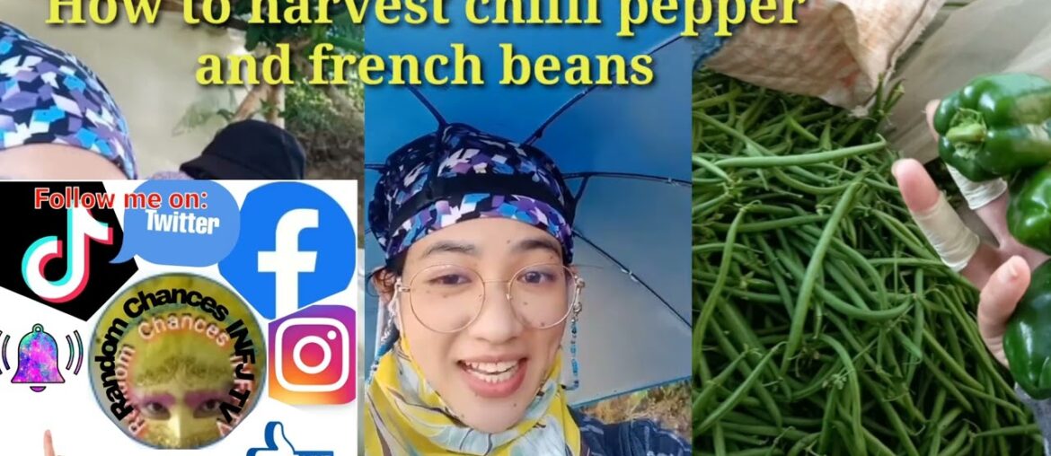 How to harvest chilli pepper with french beans | Ms. Random chances infj tv