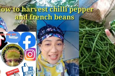 How to harvest chilli pepper with french beans | Ms. Random chances infj tv