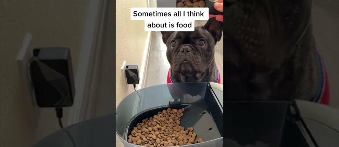French Bulldog Thinks About Food All Day! French Bulldog Thinks About Food All Day!