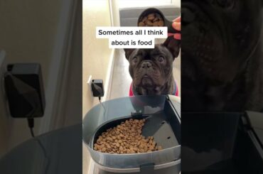 French Bulldog Thinks About Food All Day!