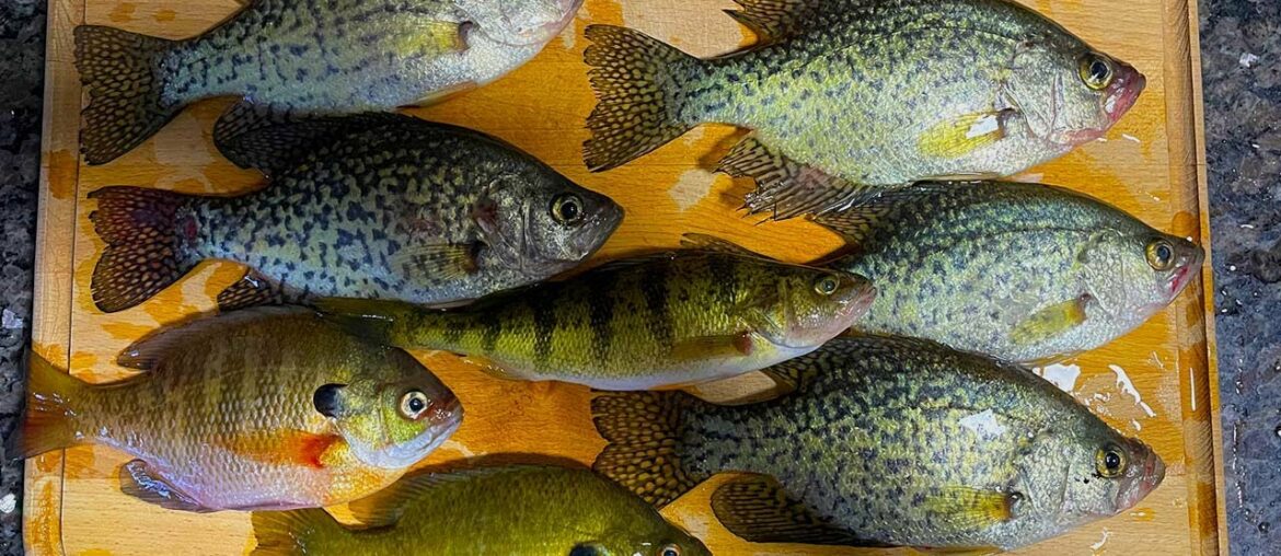 Gourmet: Fish Fumet (Stock)