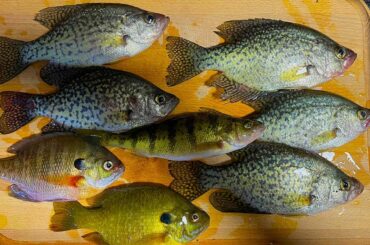 Gourmet: Fish Fumet (Stock)