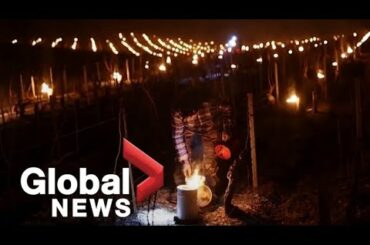 Chablis winemakers fear destructive spring frosts may become regular occurrence