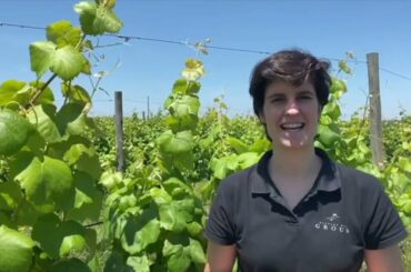 Herdade dos Grous - Red with winemaker Mafalda Vasques