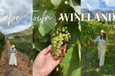 Tour of the South African Winelands (Stellenbosch and Franschhoek)