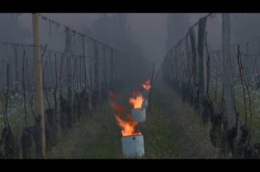 "Candles" preserve Saint-Emilion vines as cold spell hits France