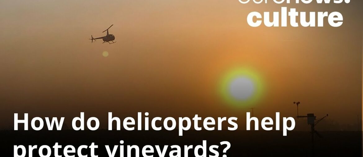 How do helicopters help winegrowers stave off freezing temperatures in spring?