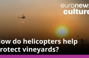 How do helicopters help winegrowers stave off freezing temperatures in spring?