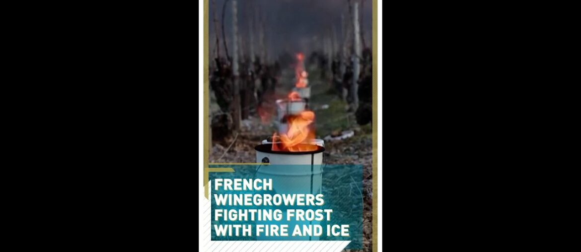 French winegrowers fighting frost with fire and ice