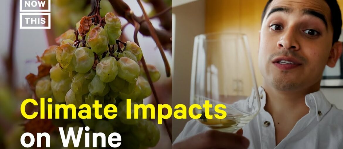How the Climate Crisis Could Impact Wine Production #Shorts How the Climate Crisis Could Impact Wine Production #Shorts