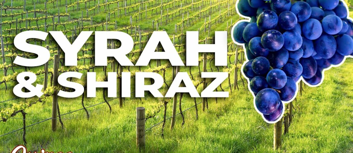 Syrah/Shiraz Wine: A Beginner's Guide Syrah/Shiraz Wine: A Beginner's Guide
