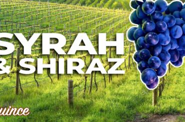 Syrah/Shiraz Wine: A Beginner's Guide