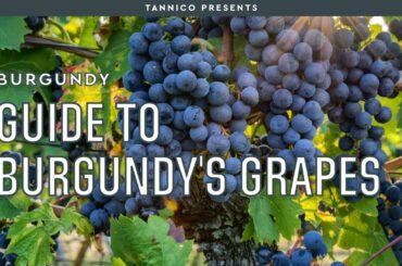 The ultimate guide to Burgundy's grapes: from Pinot Noir to Chardonnay | Tannico