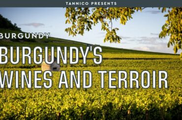Burgundy's terroir and the secret of its great wines | Tannico
