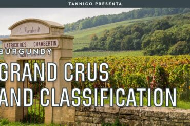 What is a Grand Cru and the wine classification in Burgundy | Tannico
