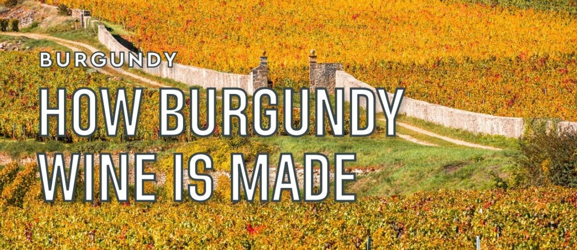 How Burgundy wine is made | Tannico How Burgundy wine is made | Tannico