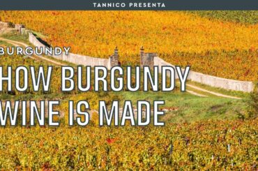 How Burgundy wine is made | Tannico