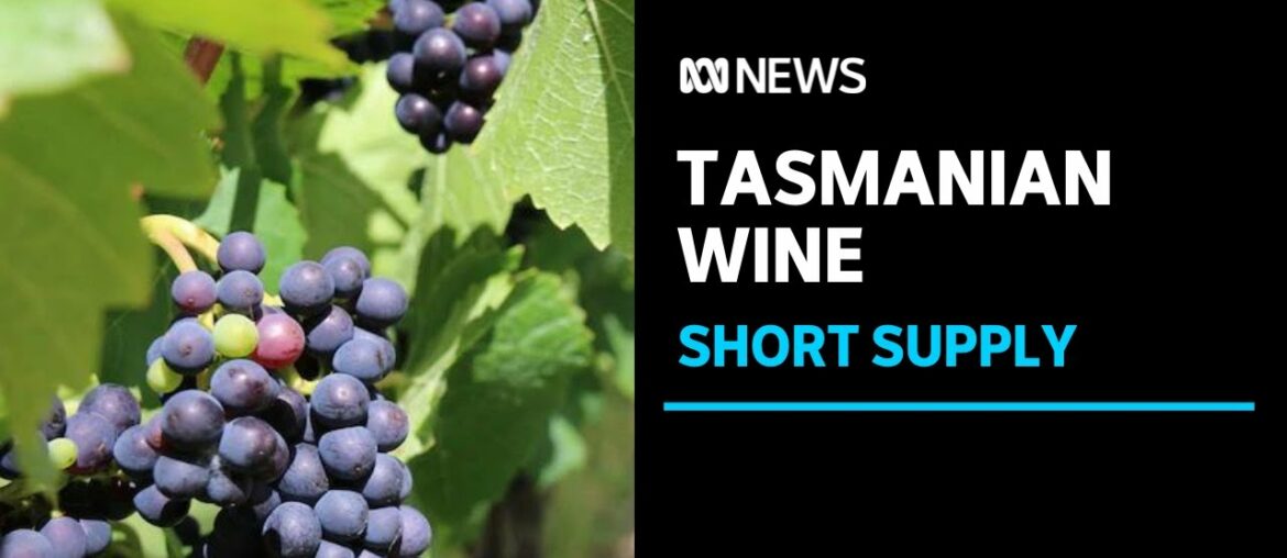 Grape supply low but quality high for wine makers in Tasmania | ABC News Grape supply low but quality high for wine makers in Tasmania | ABC News
