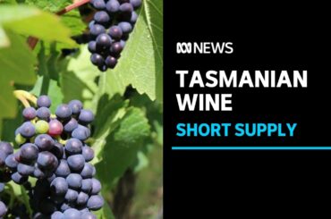 Grape supply low but quality high for wine makers in Tasmania | ABC News