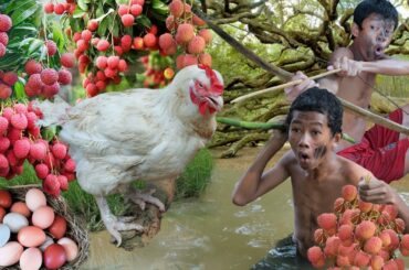 Survival in the rainforest - Find food encounter chicken large with fruit and eat delicious T1