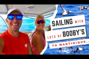 Sailing with lots of BOOBY's to Martinique - Allonzee EP28