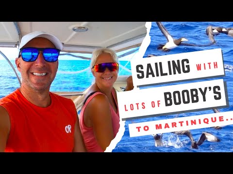 Sailing with lots of BOOBY's to Martinique – Allonzee EP28 Sailing with lots of BOOBY's to Martinique - Allonzee EP28