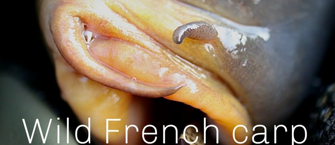 French WILD CARP.. Carpfishing at the beautiful CHESHIRE LAKE French WILD CARP.. Carpfishing at the beautiful CHESHIRE LAKE