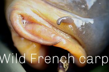 French WILD CARP.. Carpfishing at the beautiful CHESHIRE LAKE