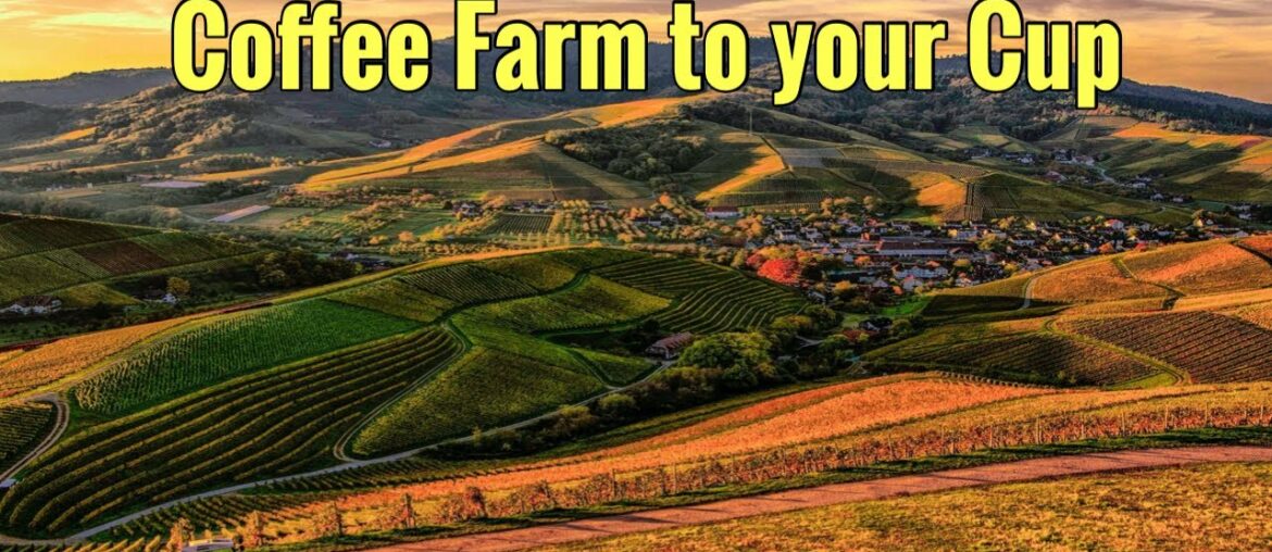 From Coffee Farm to your Cup #coffee #specialitycoffee From Coffee Farm to your Cup #coffee #specialitycoffee